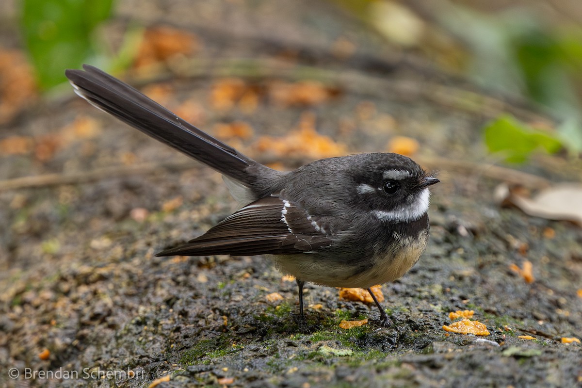 Gray Fantail - ML638010443