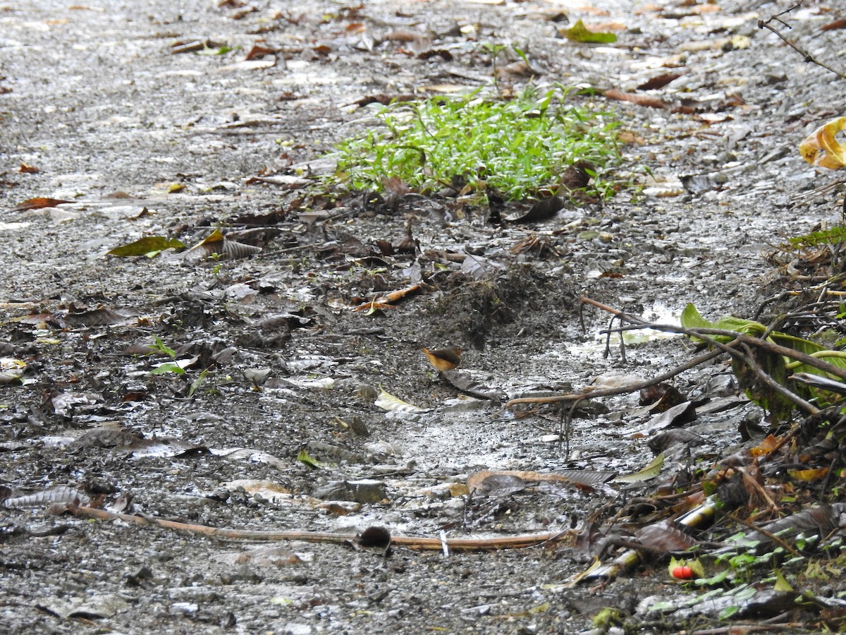 Buff-rumped Warbler - ML638010456