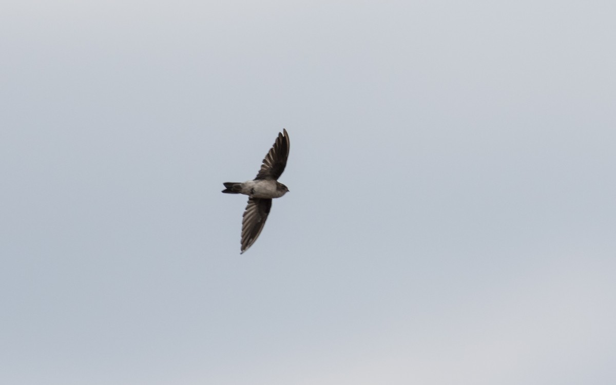 Cave Swiftlet - ML638010474