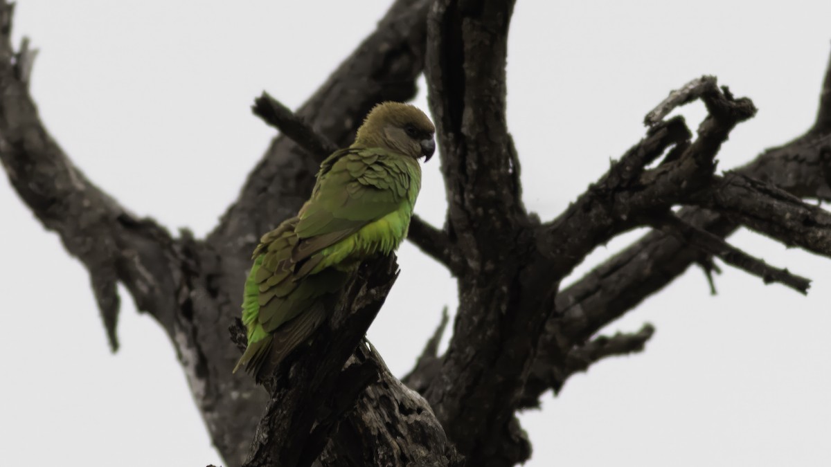 Brown-headed Parrot - ML638010484