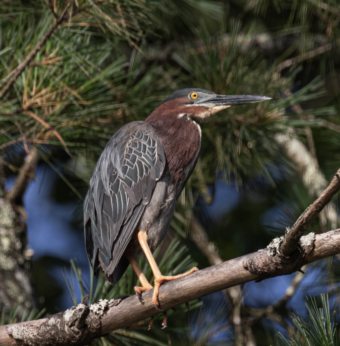 Green Heron - ML638010499