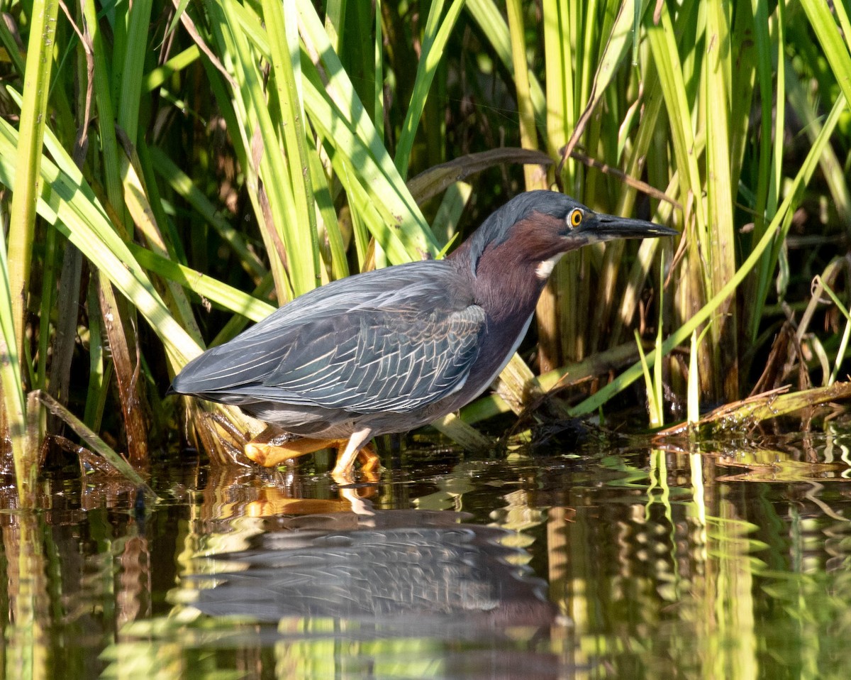 Green Heron - ML638010500