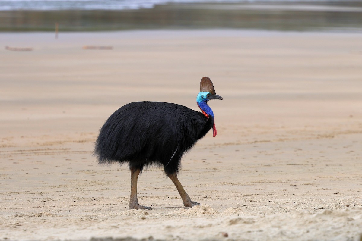 Southern Cassowary - ML638010503