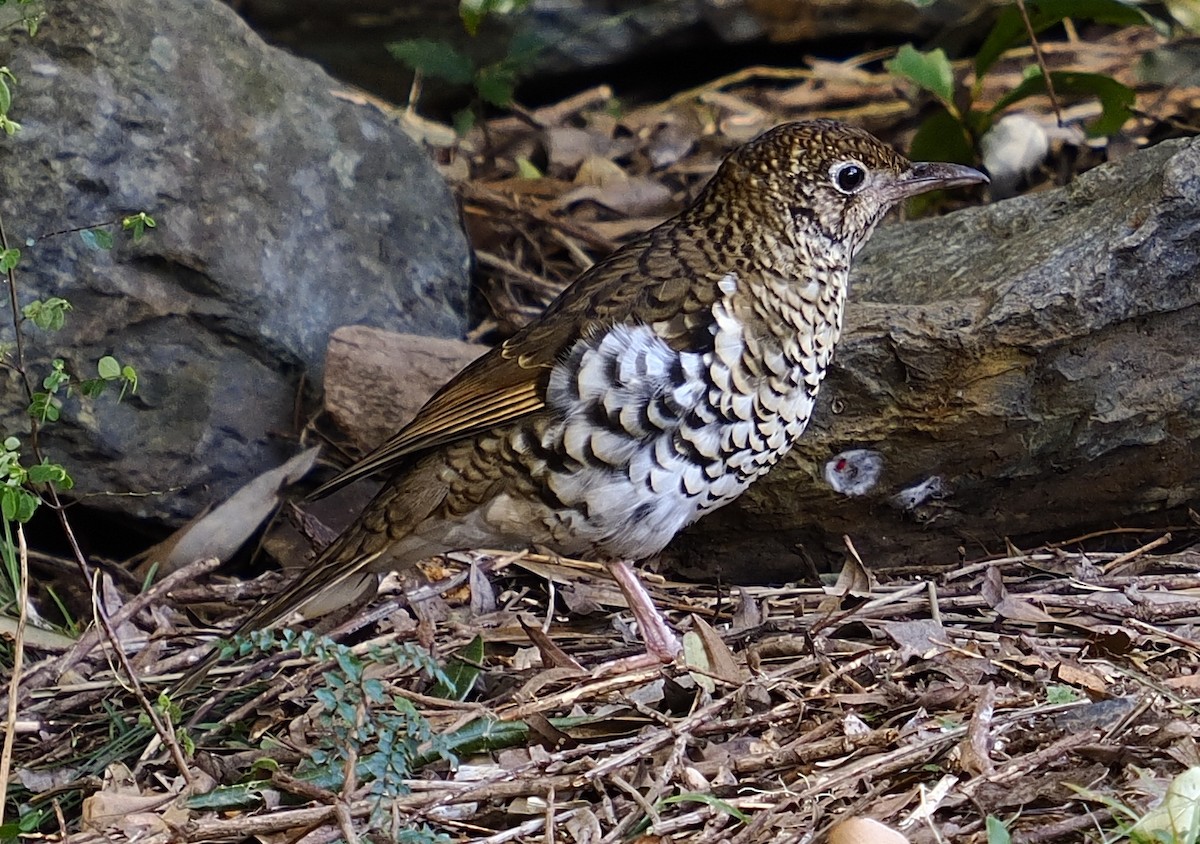 Russet-tailed Thrush - ML638010588
