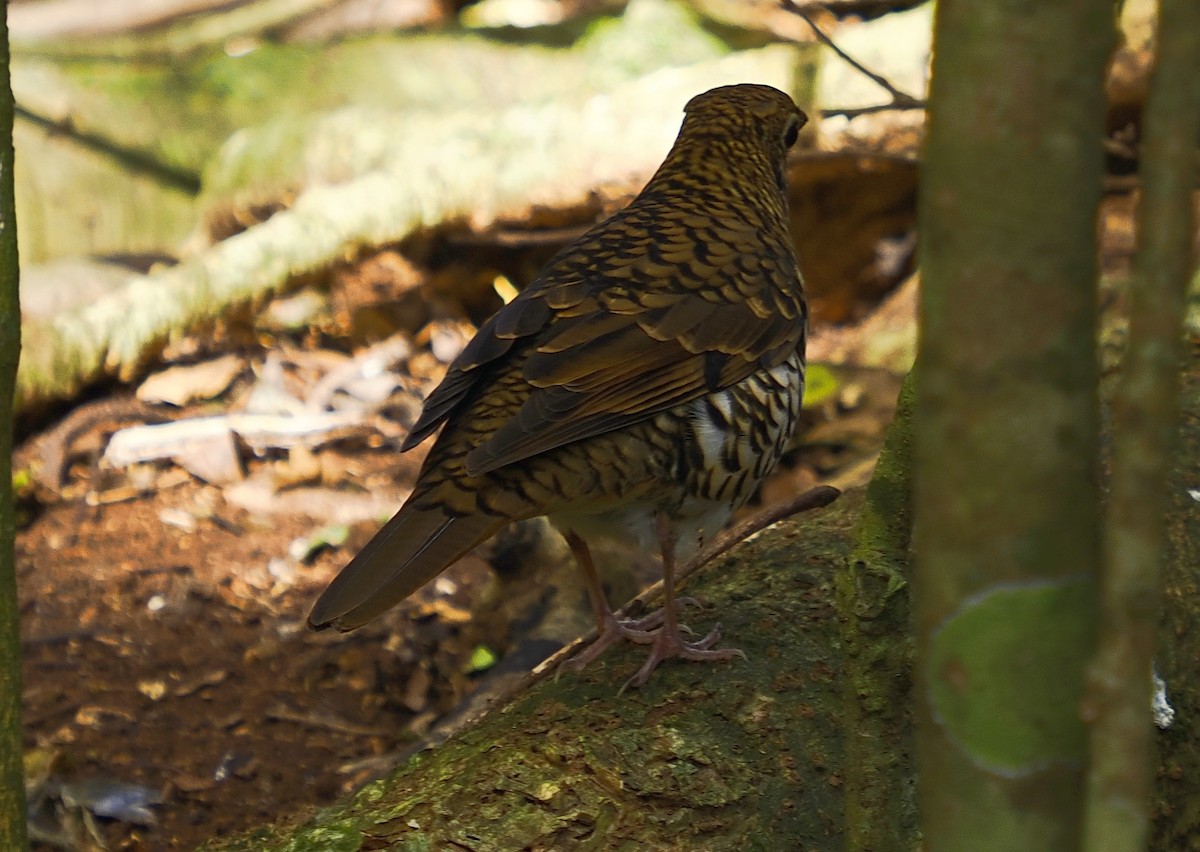 Bassian Thrush - ML638010595