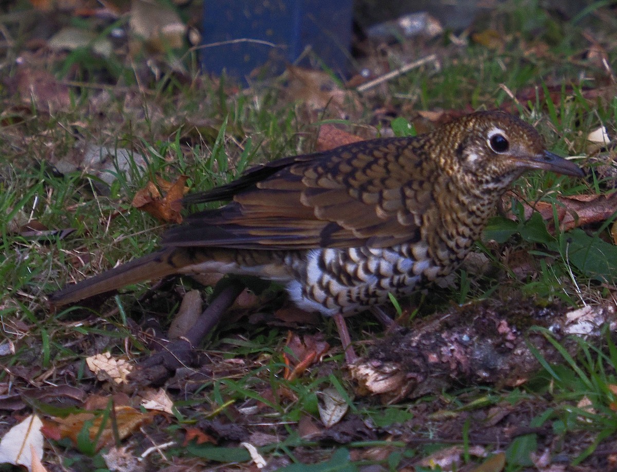 Bassian Thrush - ML638010596