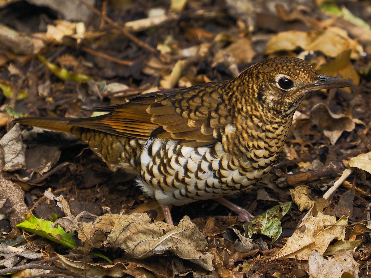 Bassian Thrush - ML638010597