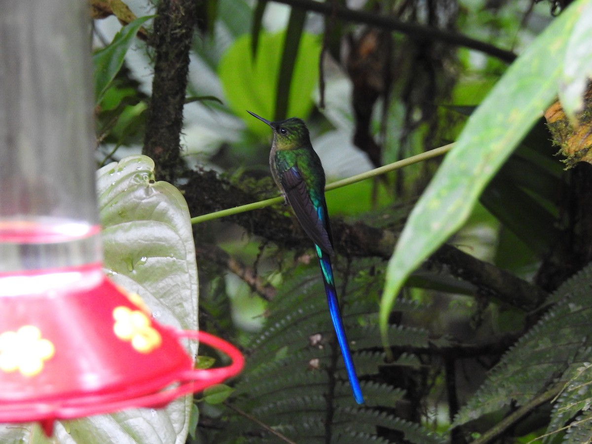 sylfa fialovoocasá - ML638010614