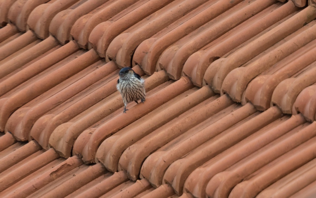 Eastern Red-rumped Swallow (Striated) - ML638010631