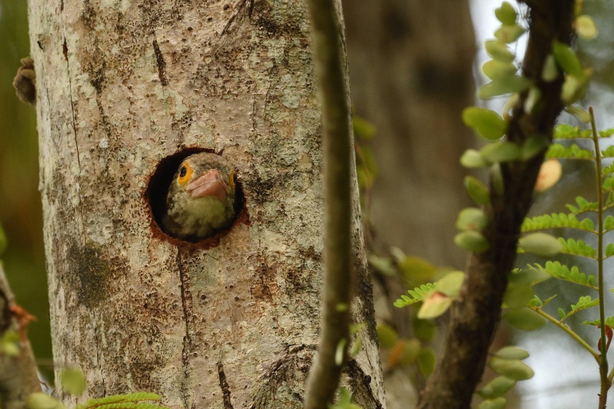 Lineated Barbet - ML638010646