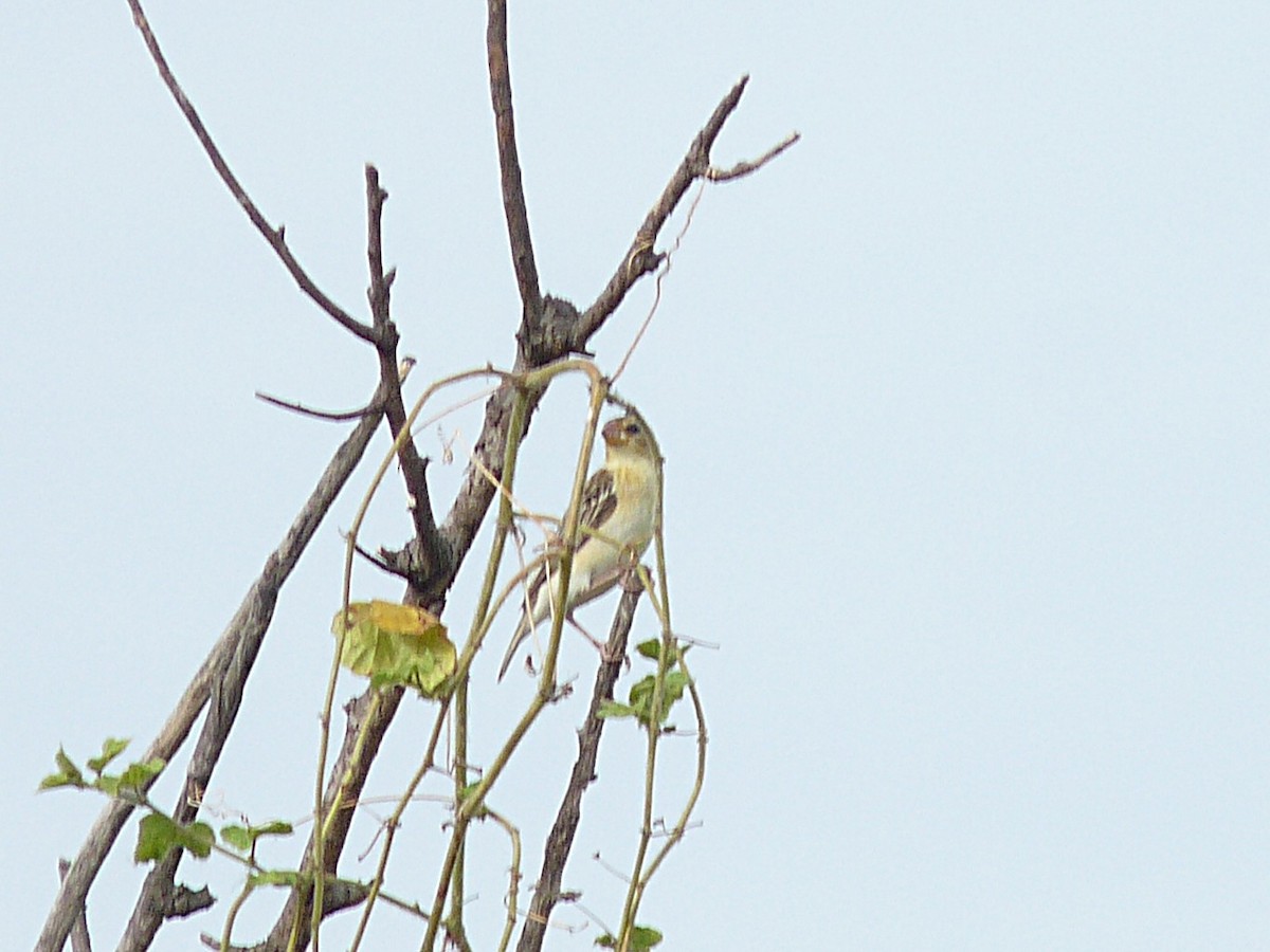 Baya Weaver - ML638010650