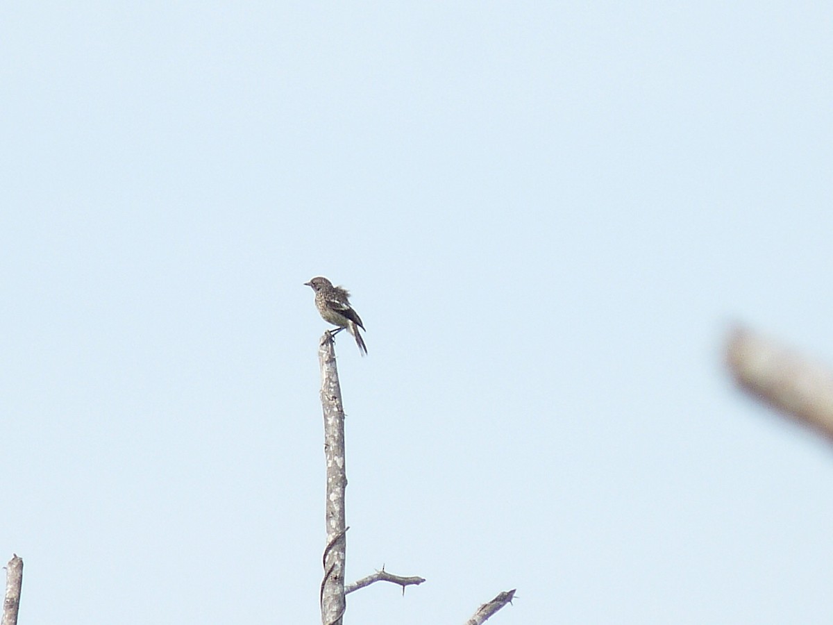 Pied Bushchat - ML638010654