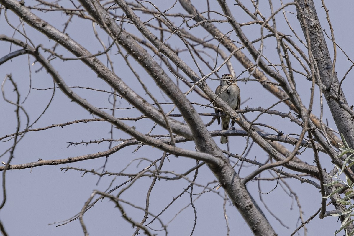 Bruant à joues marron - ML638010662