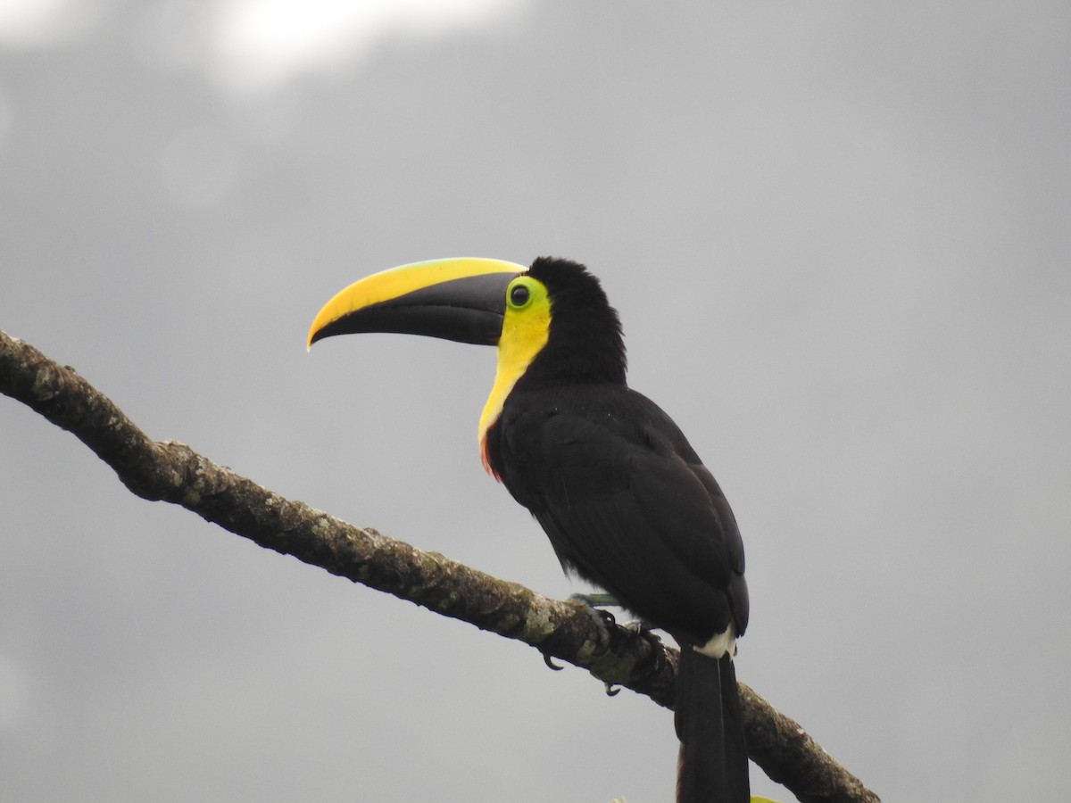 tukan žlutohrdlý - ML638010663