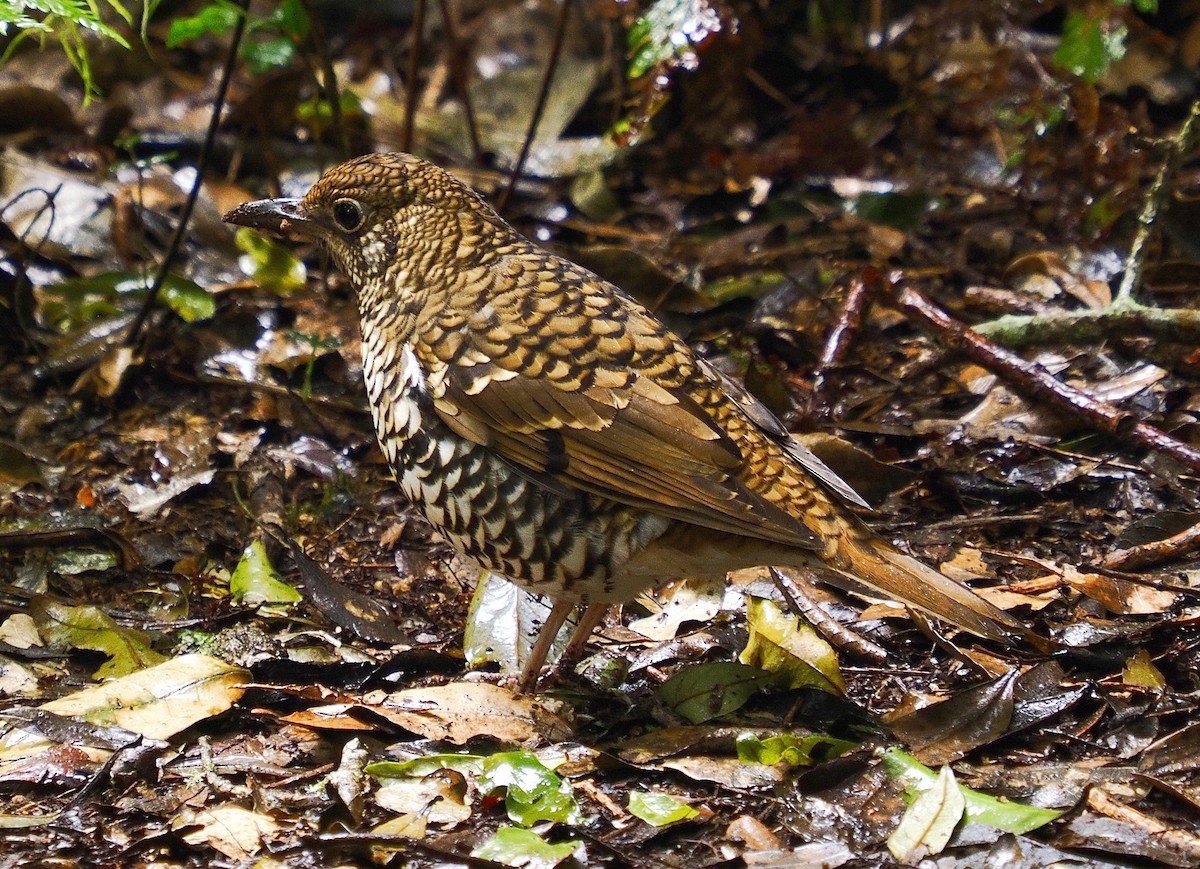 Russet-tailed Thrush - ML638010684