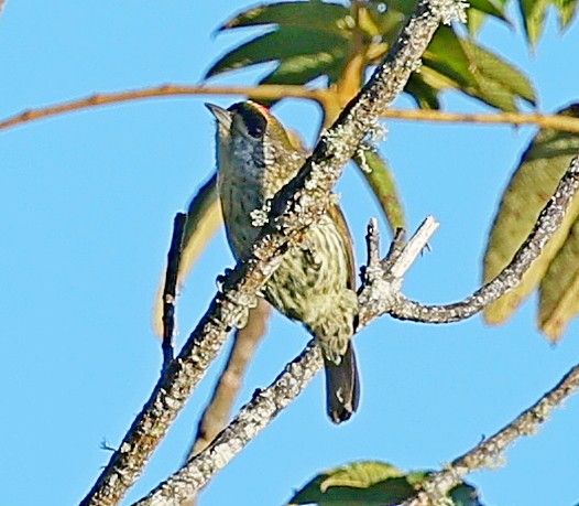 Antillean Piculet - ML638010706