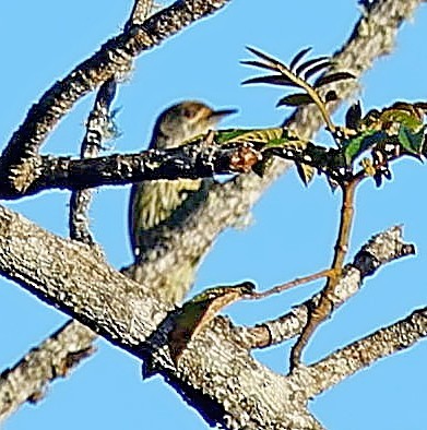 Antillean Piculet - ML638010707