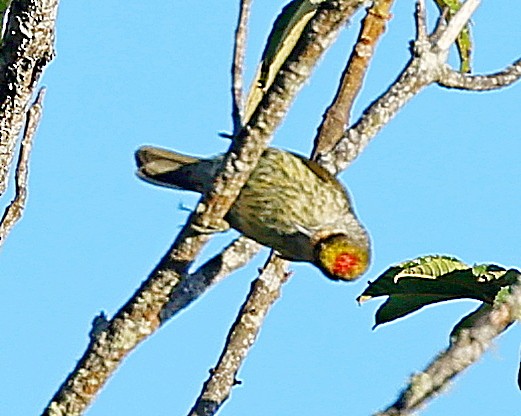 Antillean Piculet - ML638010708
