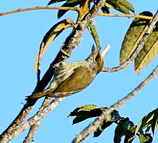Antillean Piculet - ML638010709