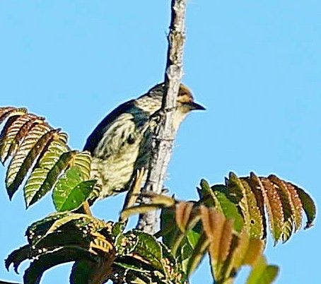 Antillean Piculet - ML638010710