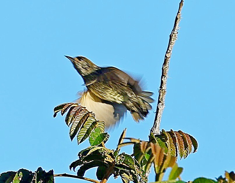Antillean Piculet - ML638010711