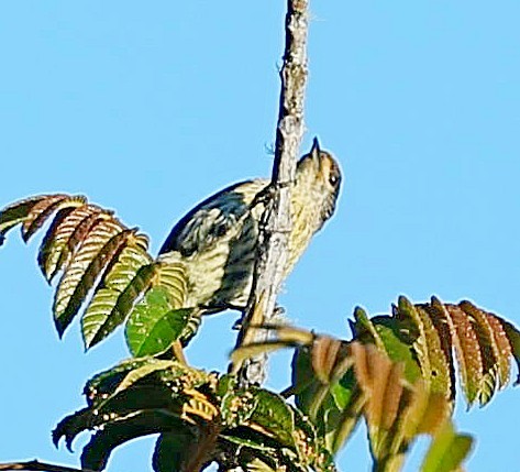 Antillean Piculet - ML638010712