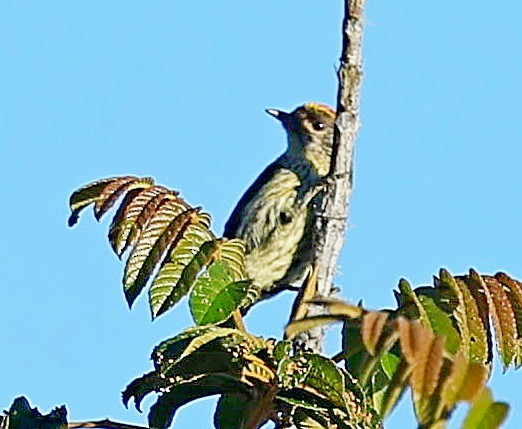 Antillean Piculet - ML638010714