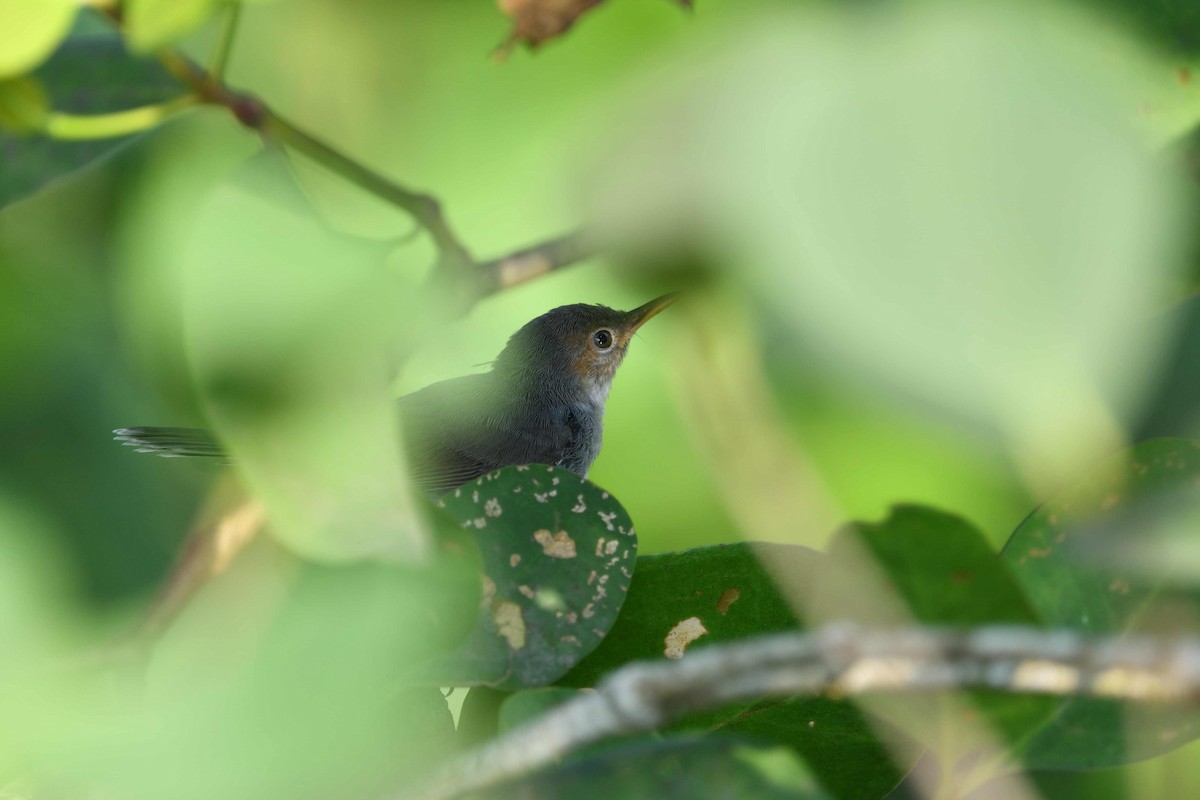 Ashy Tailorbird - ML638010717