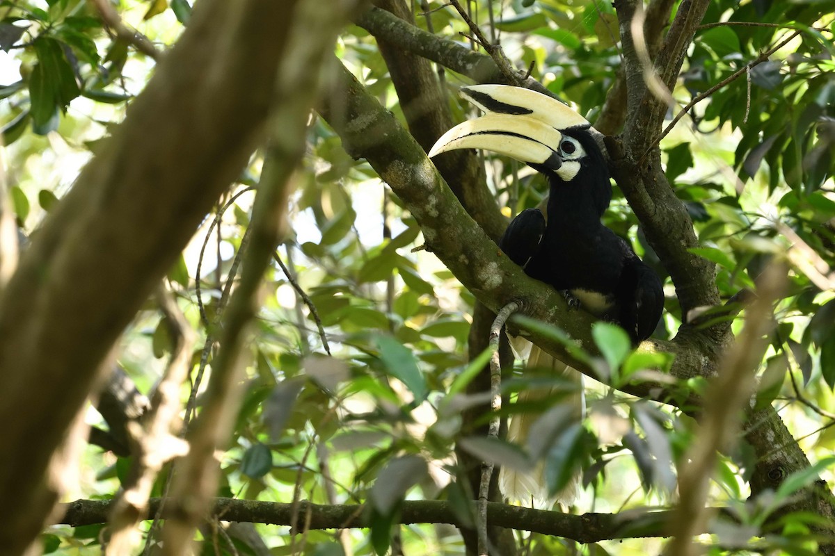 Oriental Pied-Hornbill - ML638010737