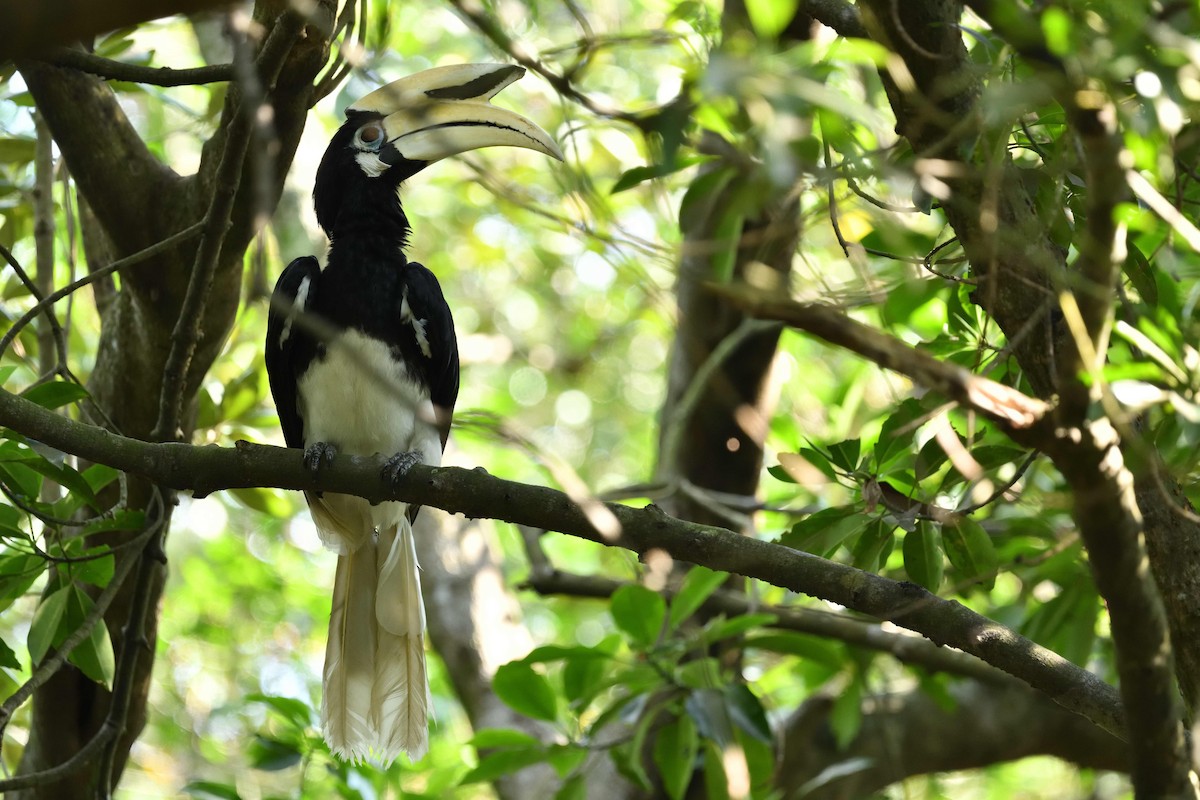 Oriental Pied-Hornbill - ML638010738