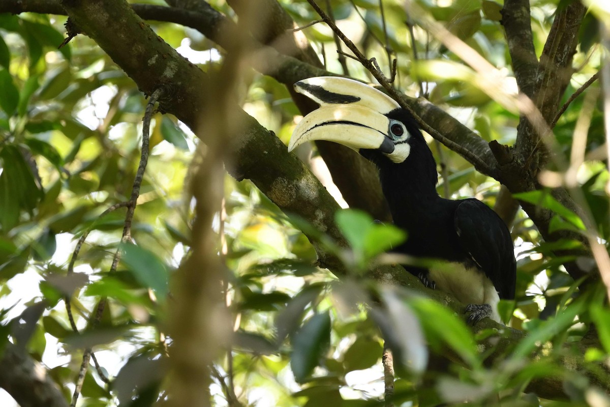 Oriental Pied-Hornbill - ML638010739