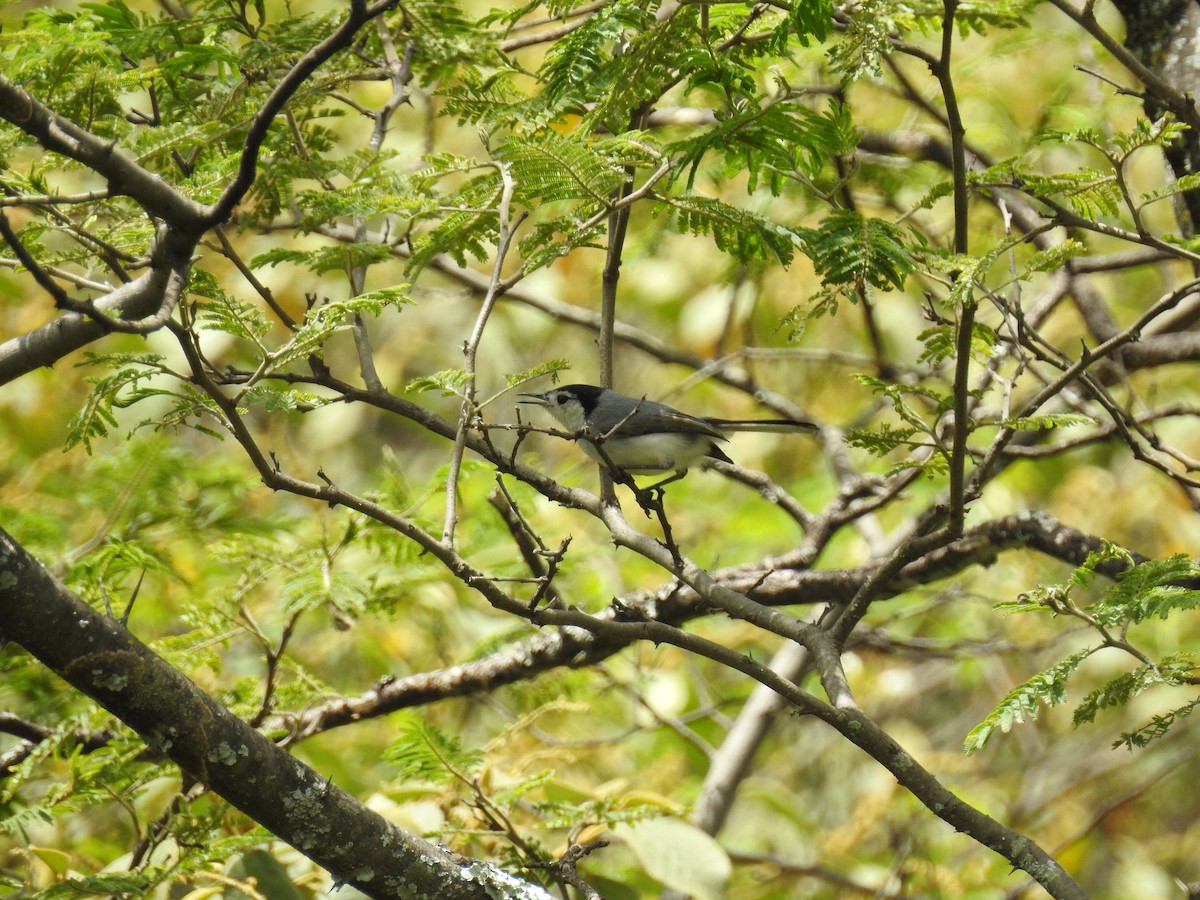 White-browed Gnatcatcher - ML638010765