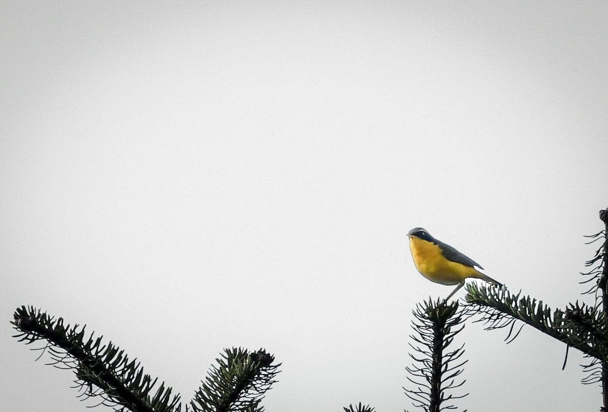 Golden Bush-Robin - ML638010783