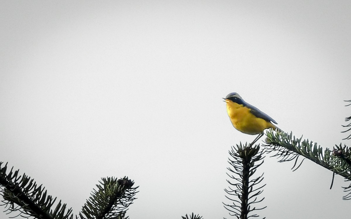 Golden Bush-Robin - ML638010784