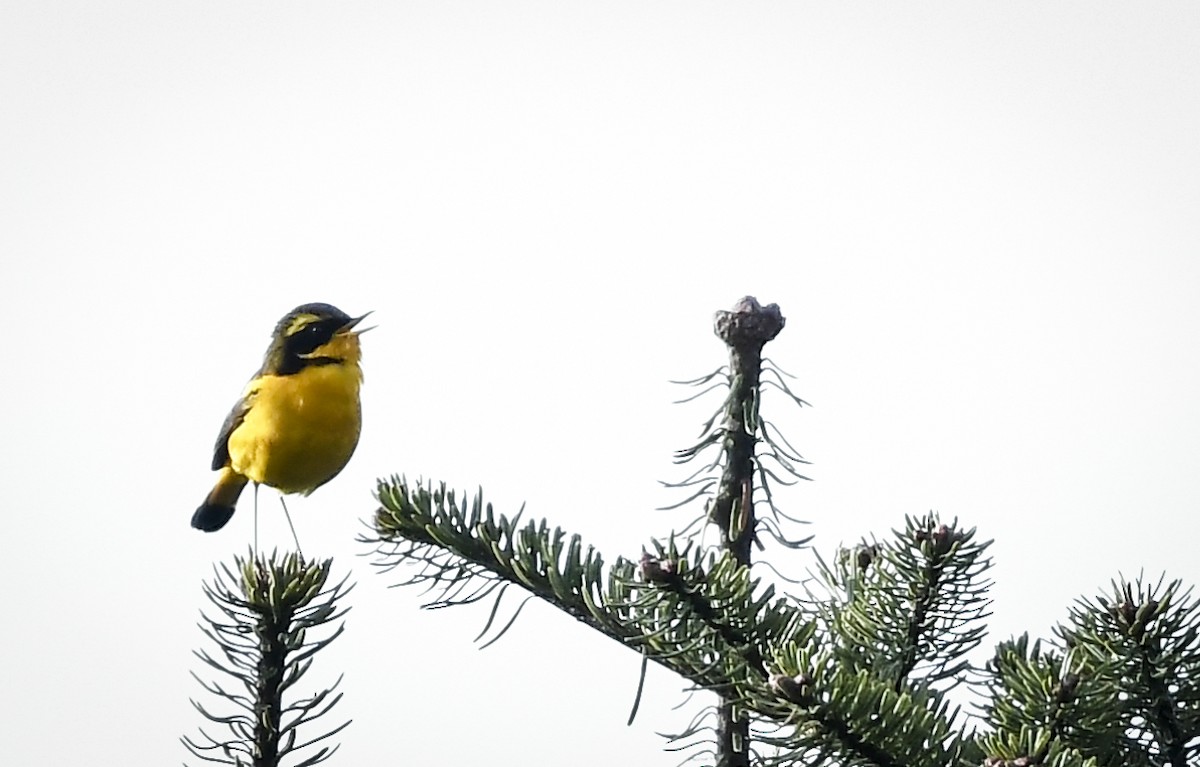 Golden Bush-Robin - ML638010785