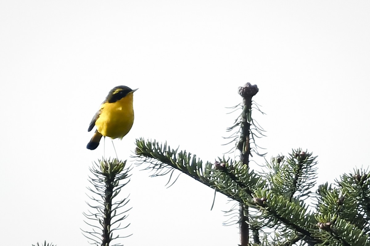 Golden Bush-Robin - ML638010786