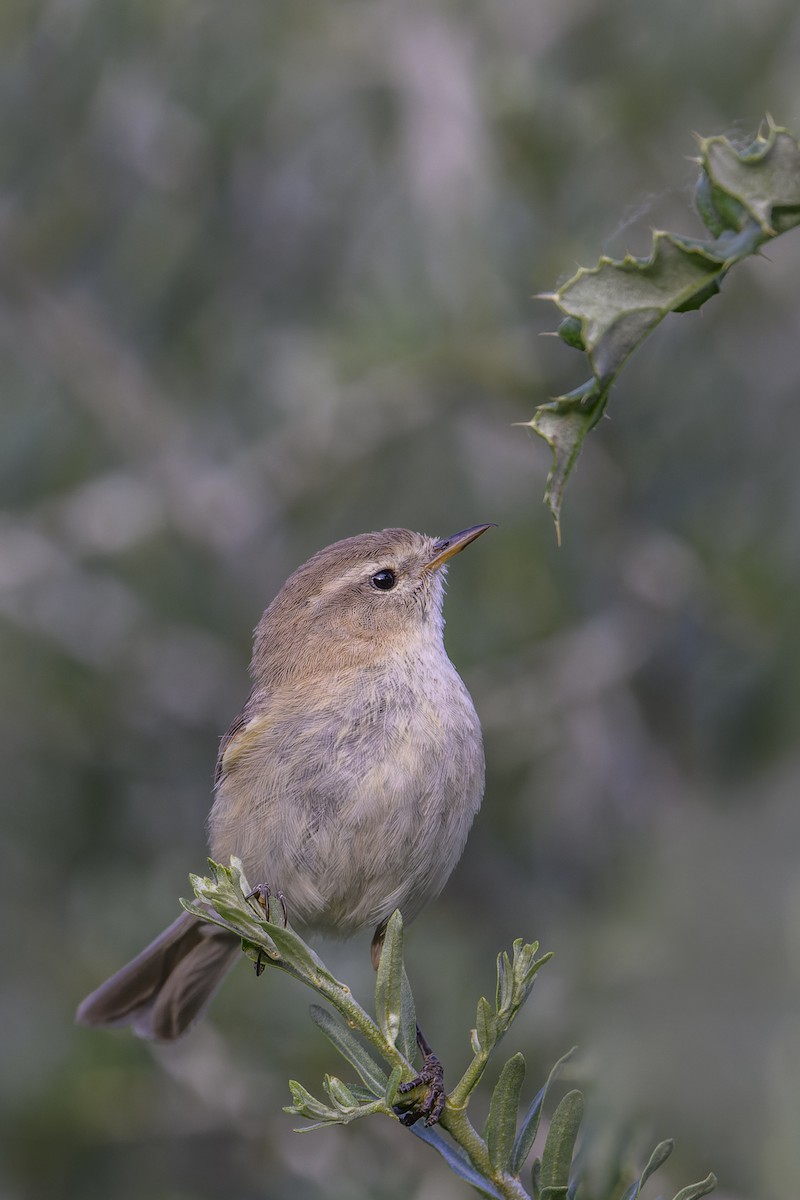 Mountain Chiffchaff - ML638010788