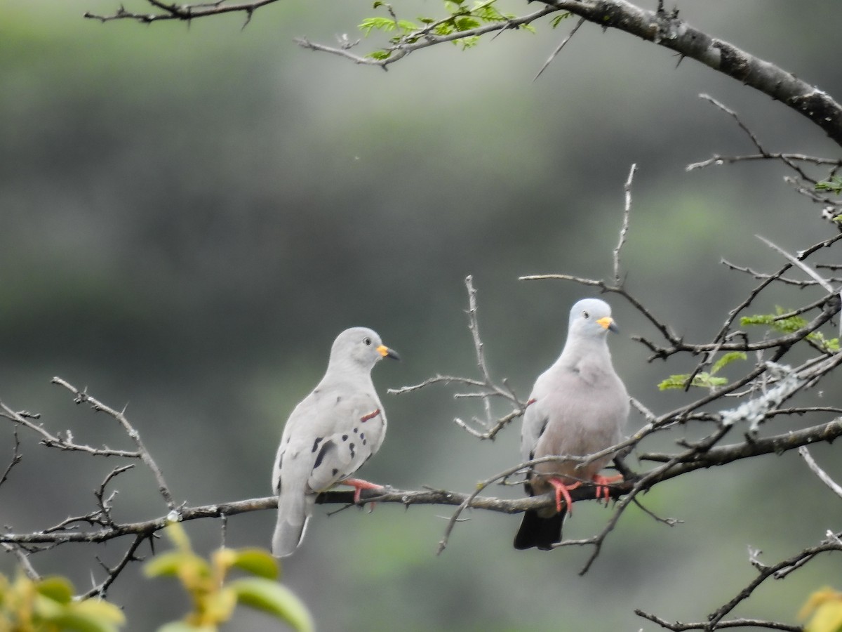 Croaking Ground Dove - ML638010795