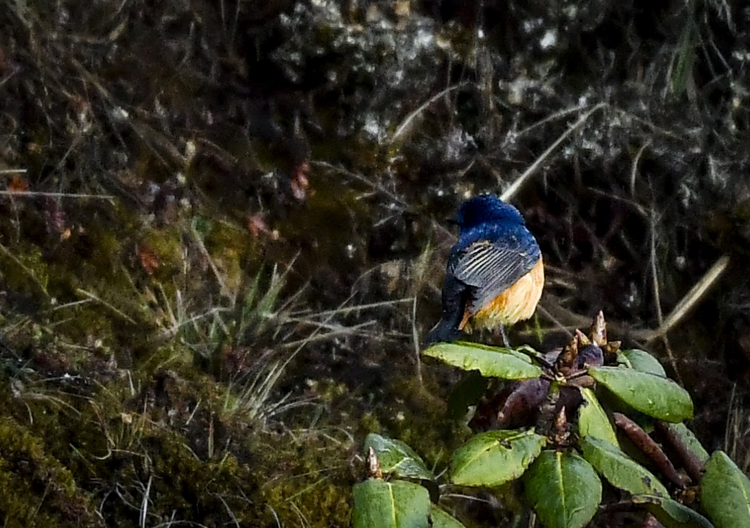 Blue-fronted Redstart - ML638010801