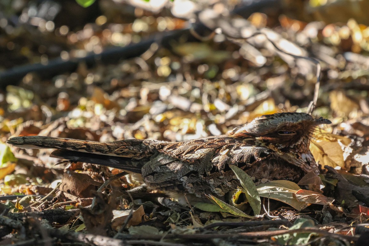Fiery-necked Nightjar - ML638010812