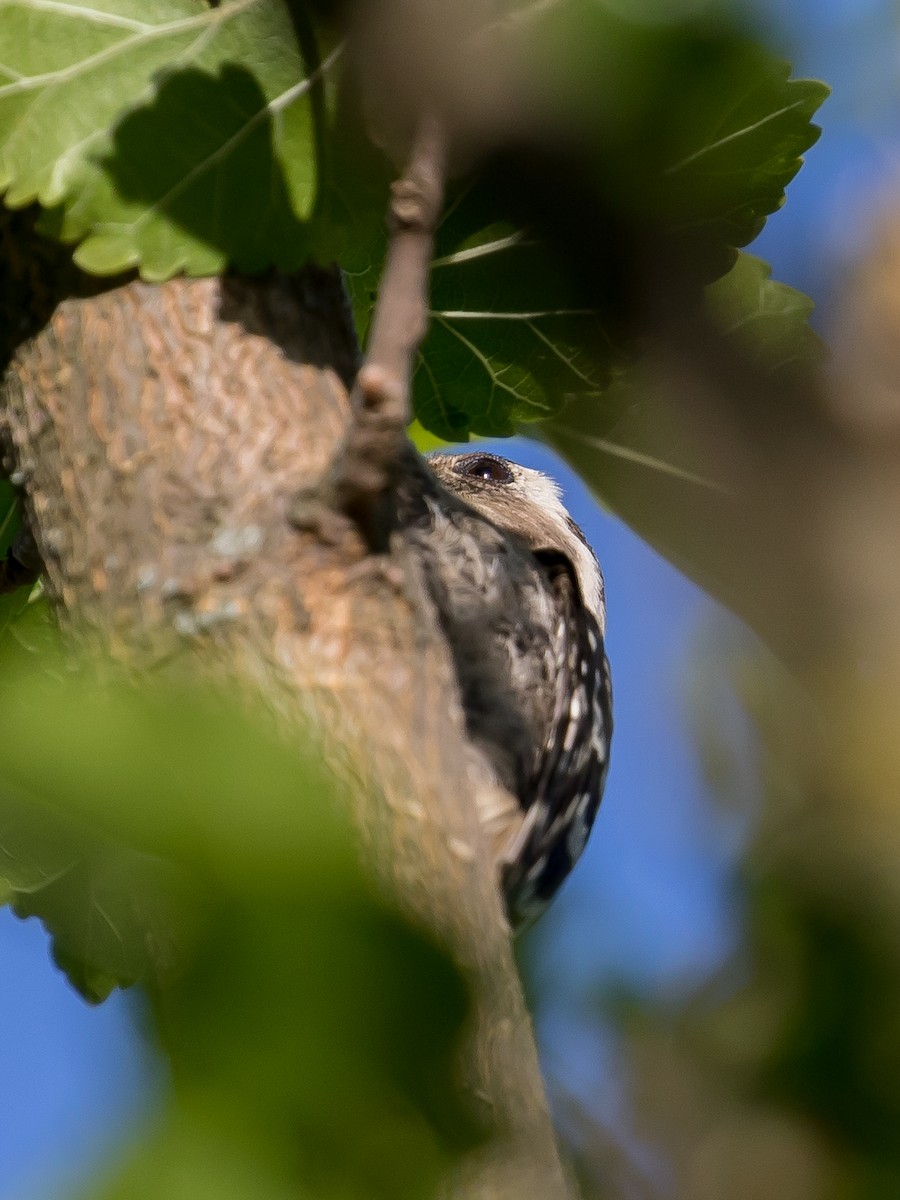Lesser Spotted Woodpecker - ML638010813