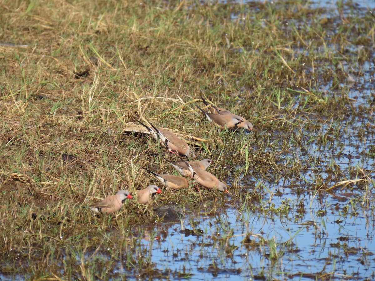 Long-tailed Finch - ML638010820