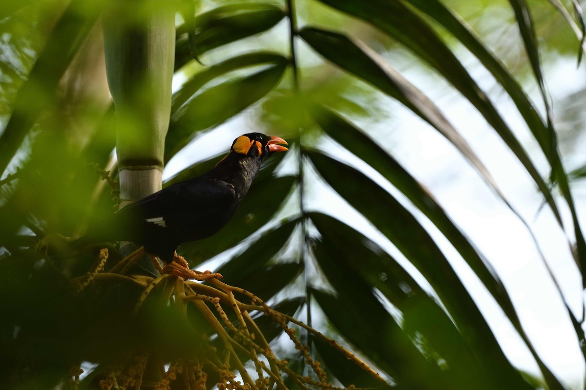 Common Hill Myna - ML638010821