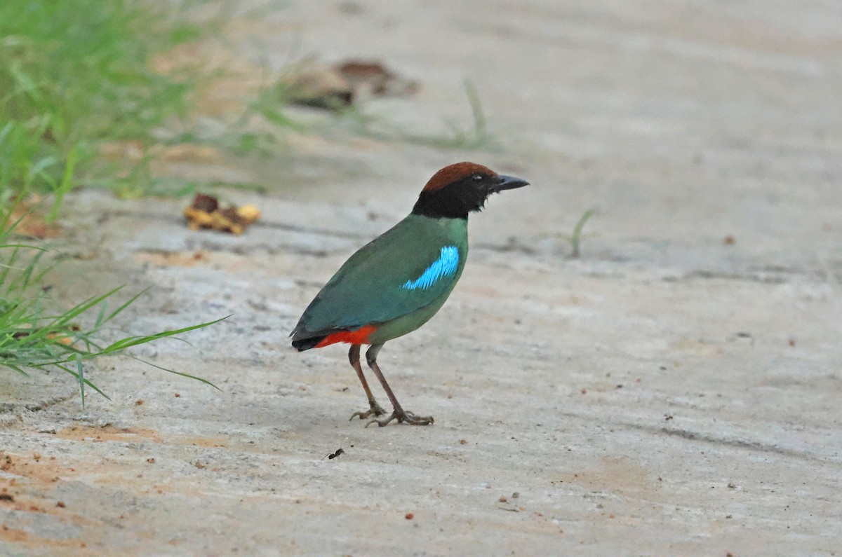 Western Hooded Pitta (Chestnut-crowned) - ML638010835