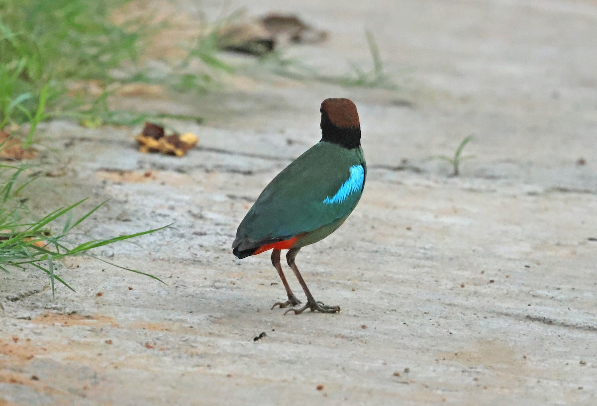 Western Hooded Pitta (Chestnut-crowned) - ML638010836