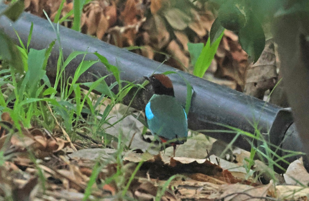 Western Hooded Pitta (Chestnut-crowned) - ML638010838