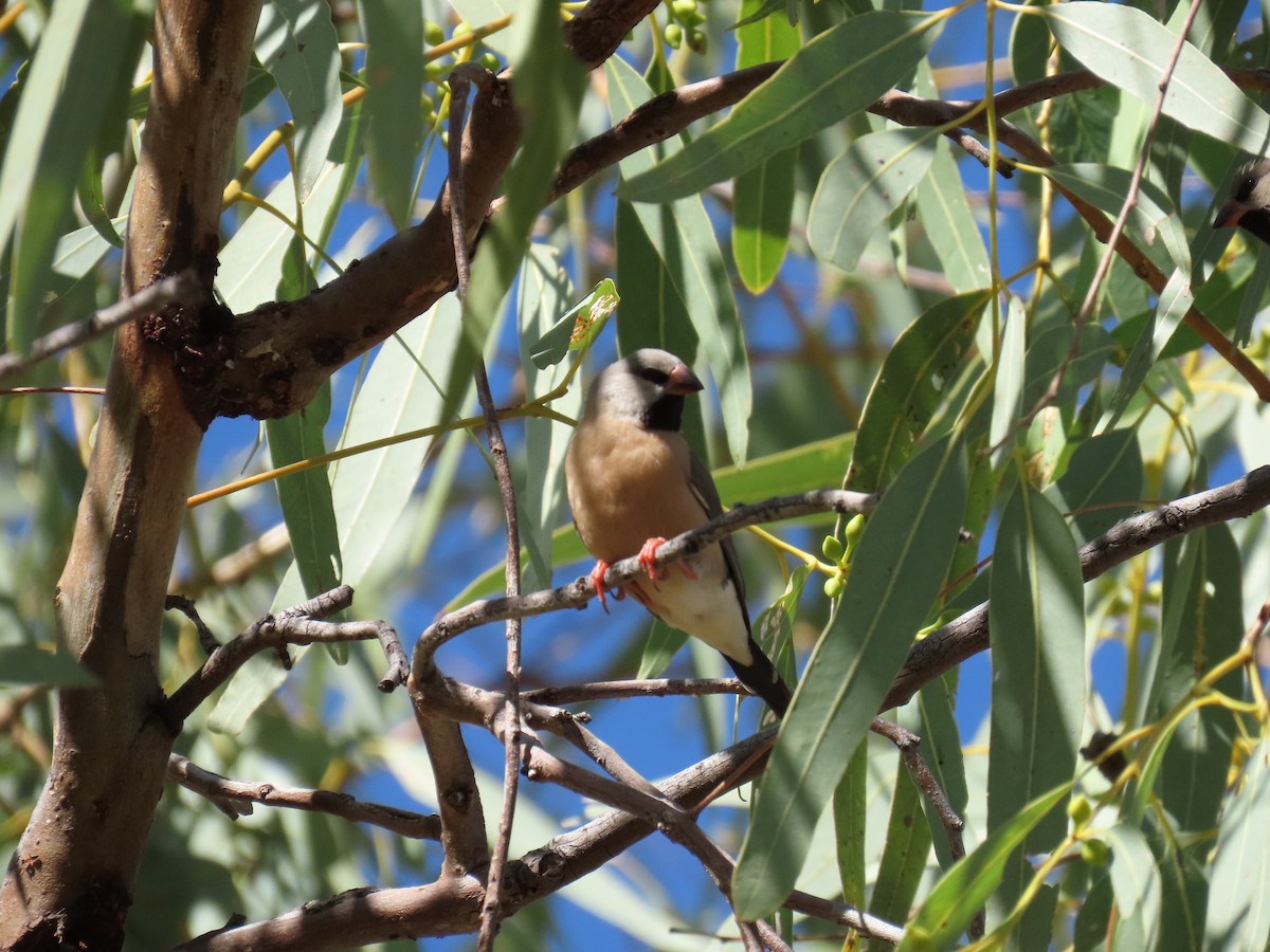 Long-tailed Finch - ML638010846