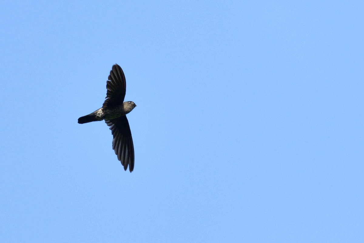 Plume-toed Swiftlet - ML638010849