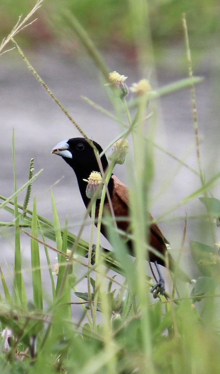 Chestnut Munia - ML638010860