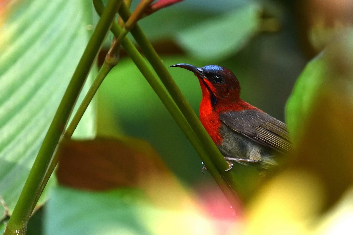 Crimson Sunbird - ML638010862